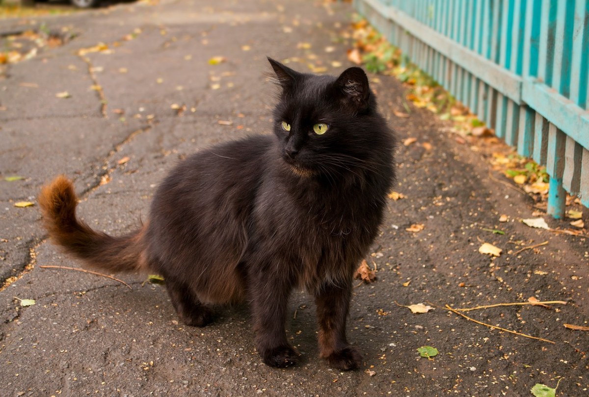 猫、黑色、秋季免费图片