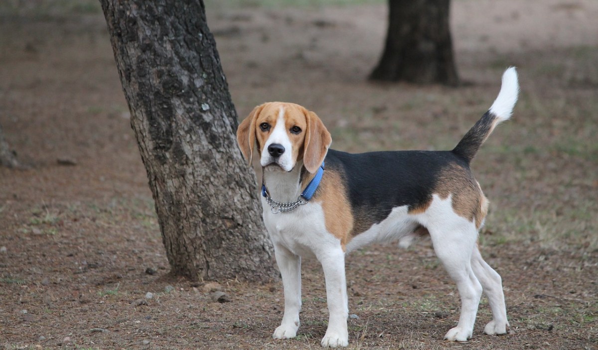 狗,小獵犬,介質