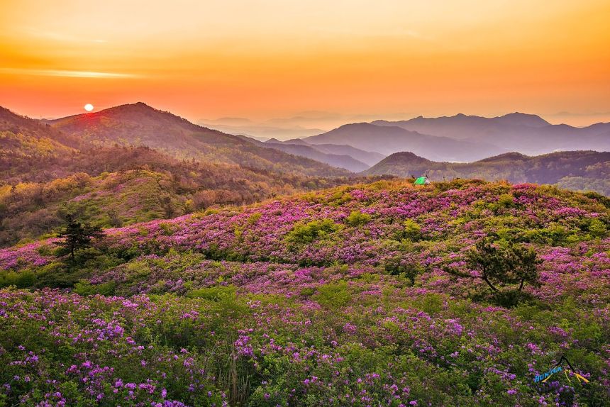漫山遍野的花海