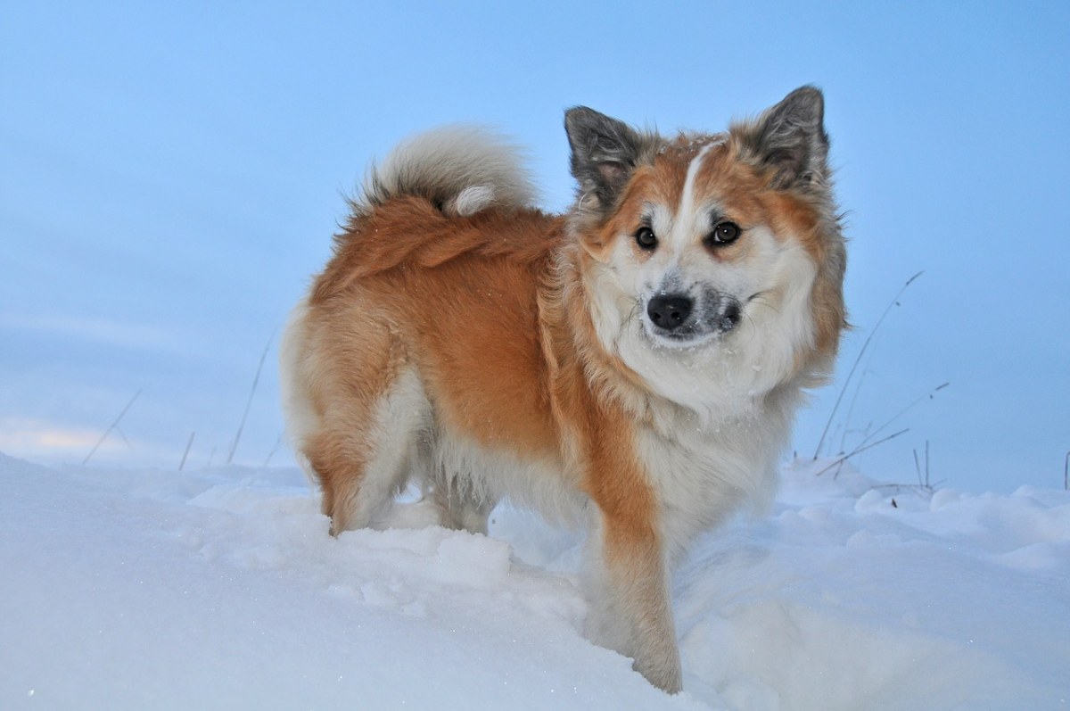 冰岛的狗,冬天,雪