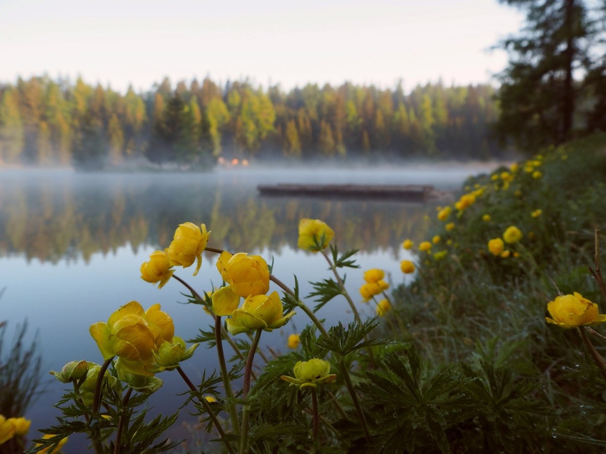 茛、湖、薄雾免费图片