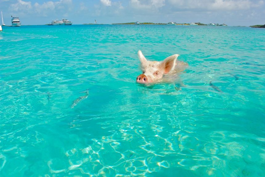 海中游泳的宠物猪