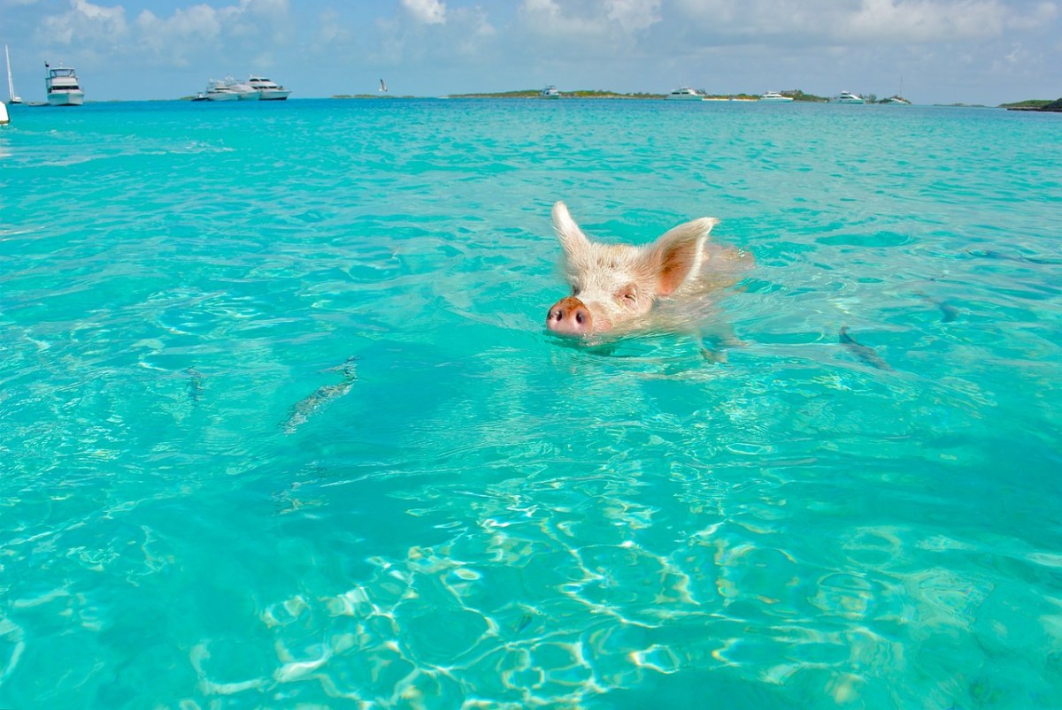 海中游泳的宠物猪免费图片