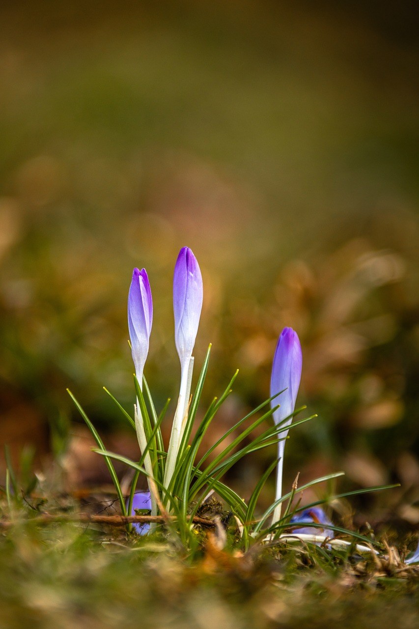 藏红花、花、草地免费图片