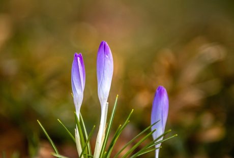 藏红花、花、草地