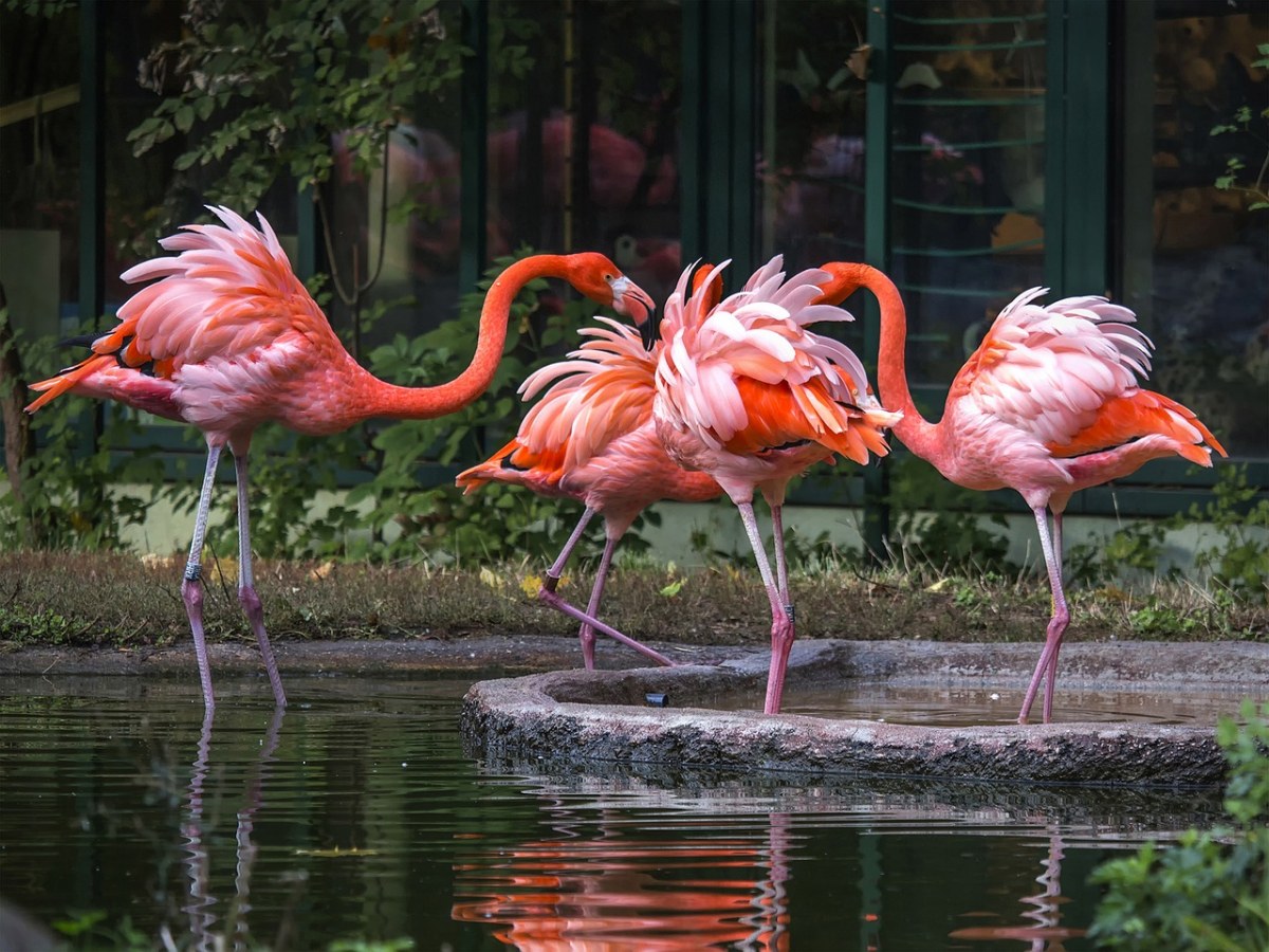 动物园的火烈鸟(红鹳)免费图片