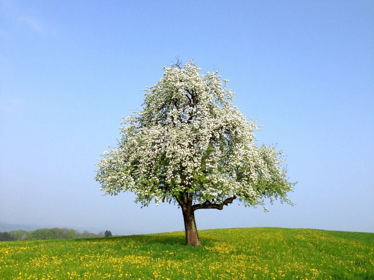 春天草地上开花的树免费图片