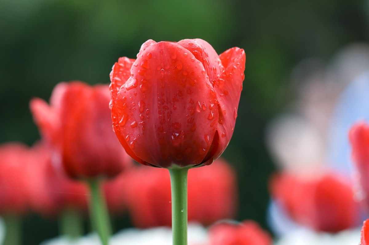 郁金香、红色、花卉免费图片
