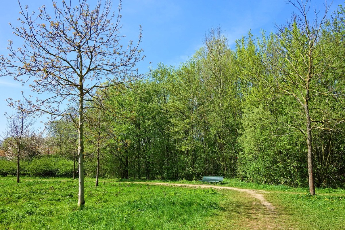 春天的树林免费图片