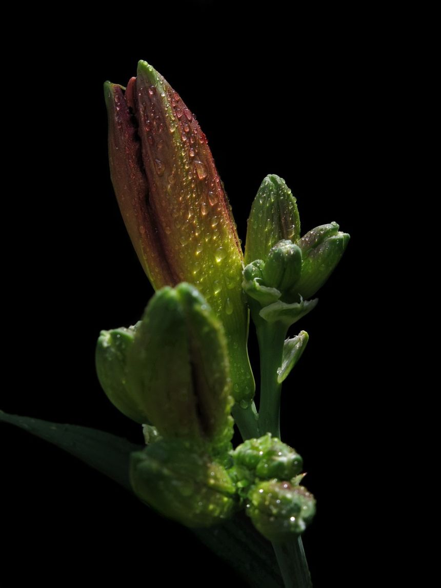 大黃花菜花雨滴黑色背景