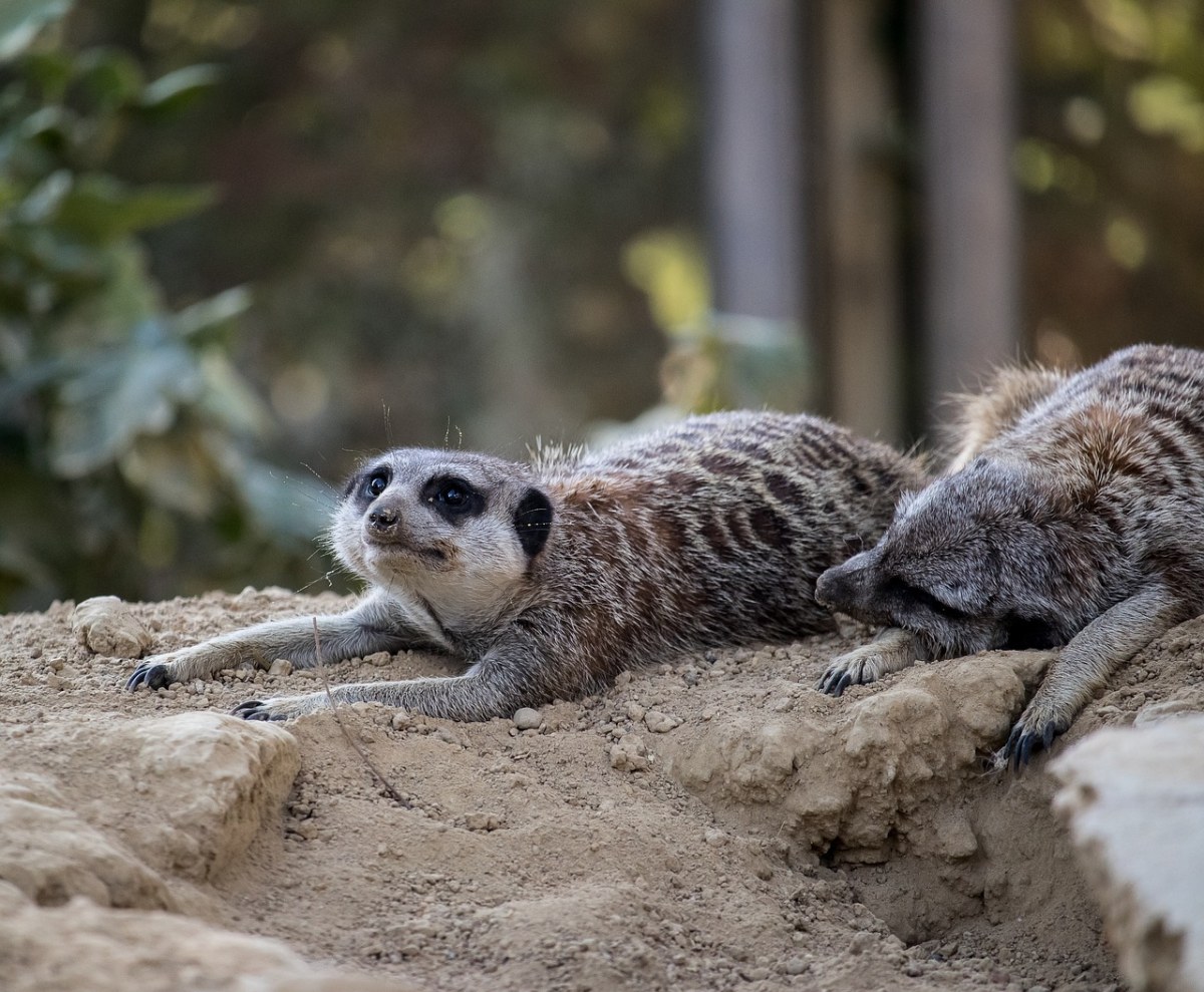 獴,哺乳动物,动物