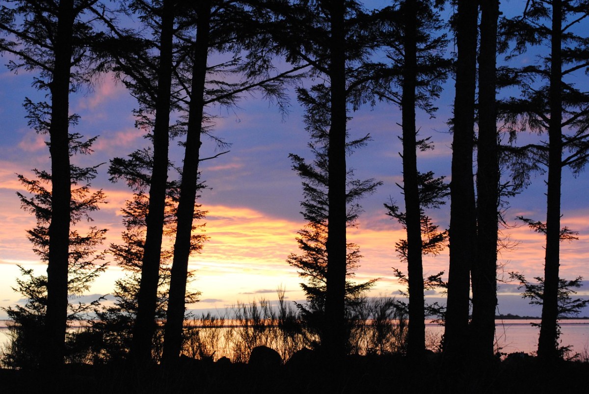 日落、树、侧影免费图片