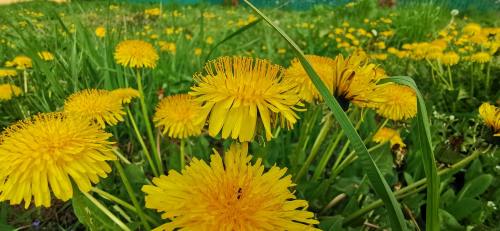 黄蒲公英在草地上、弹簧Blloming蒲公英、绿草叶子的鲜花