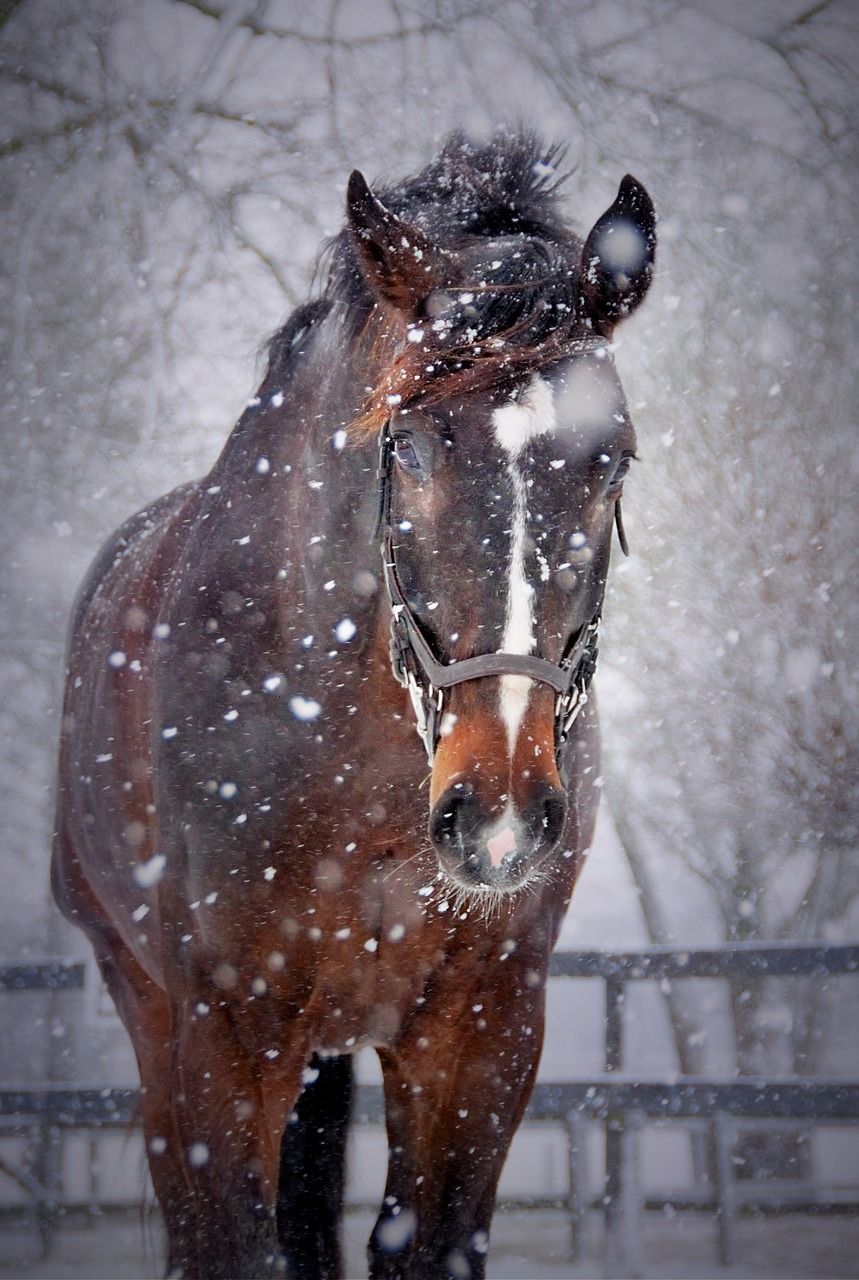 马,雪,冬天