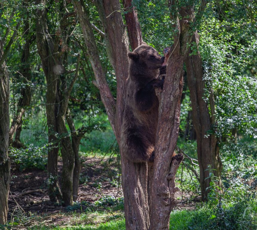 棕熊在一棵树,棕色的熊,森林