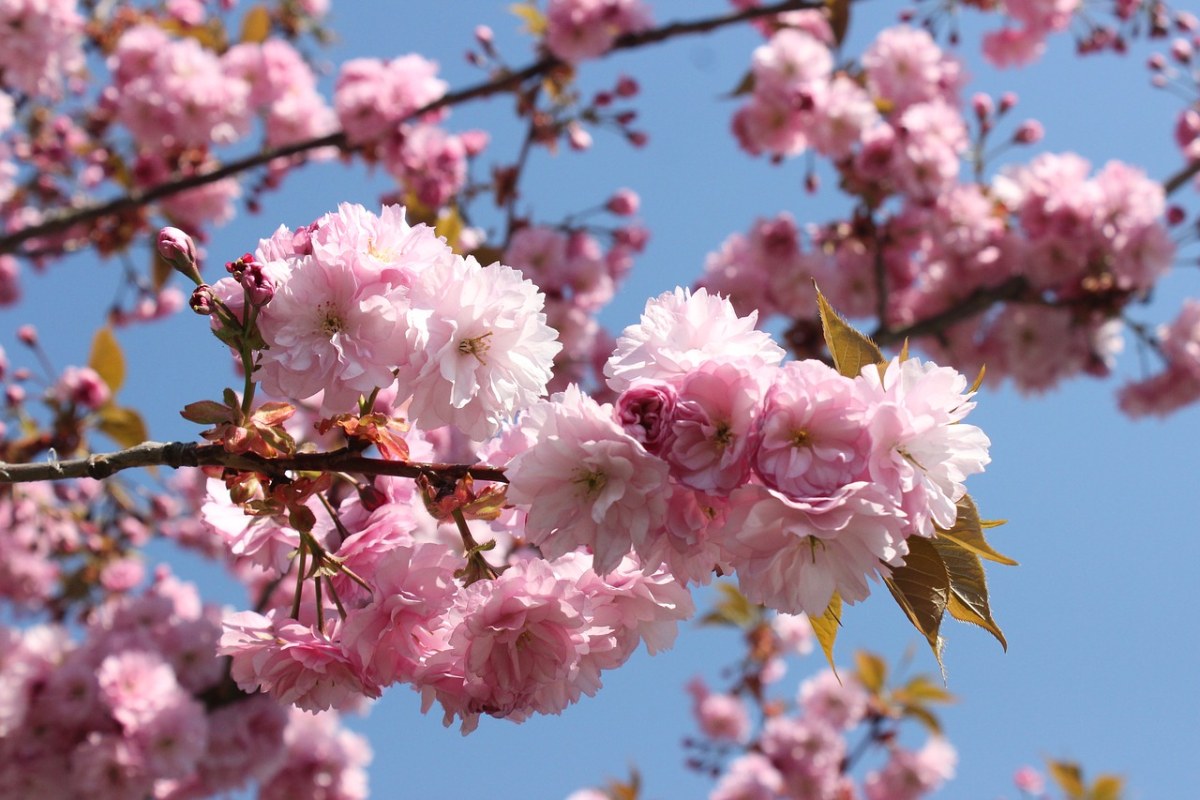 粉红色的樱花免费图片