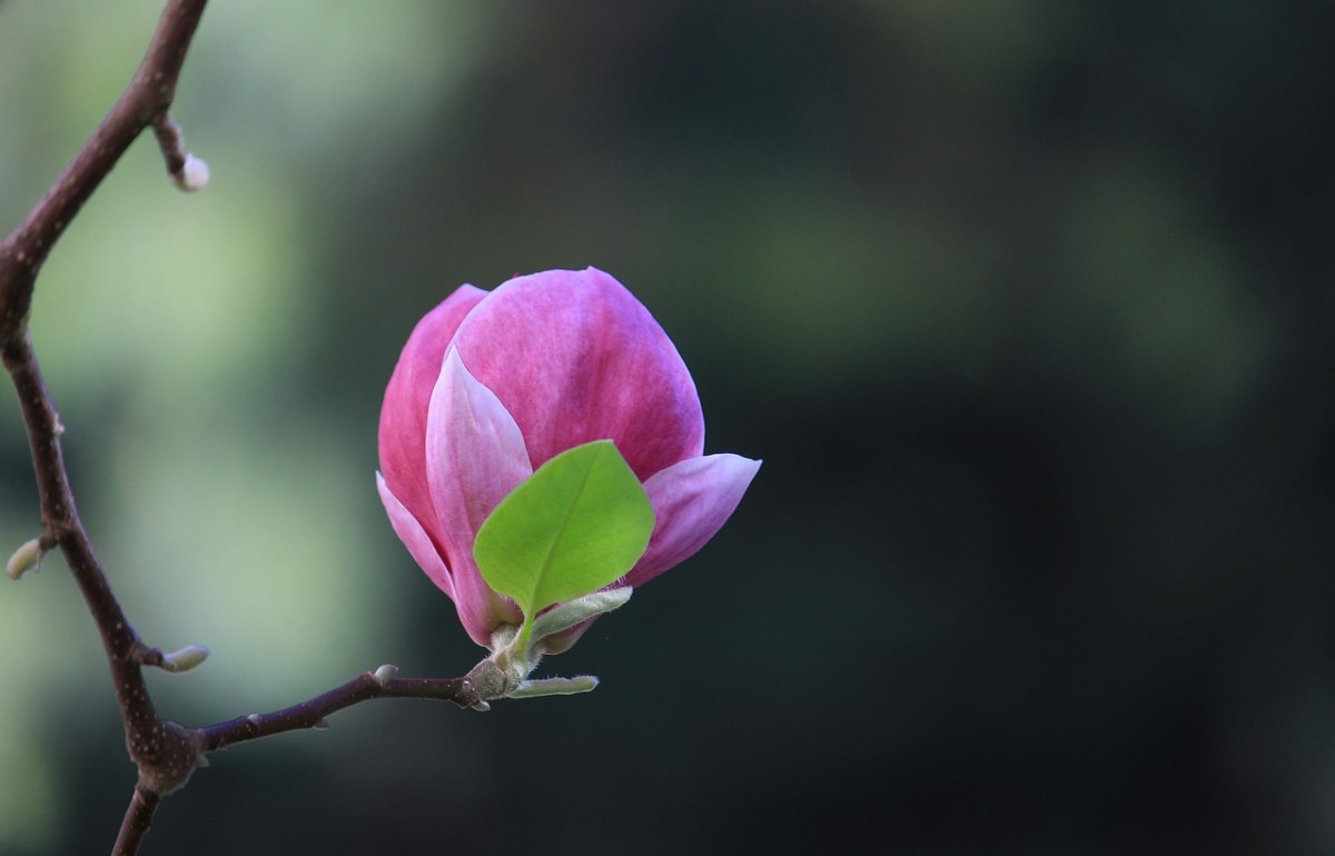 开花、植物、玉兰免费图片