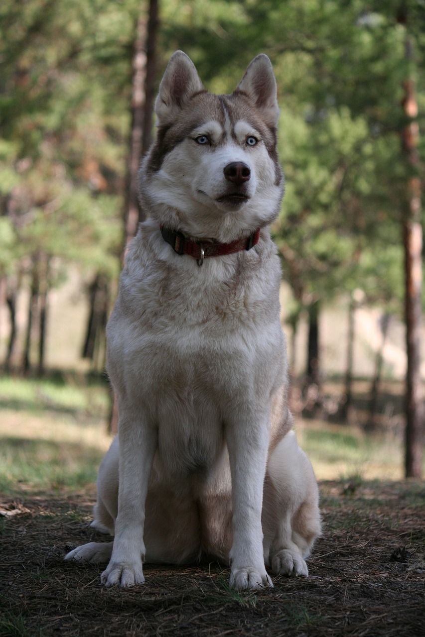 西伯利亚雪橇犬真实图片