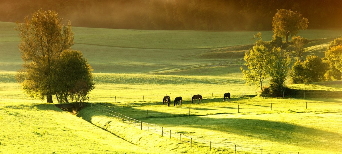 阳光照射下的牧场草地风景免费图片