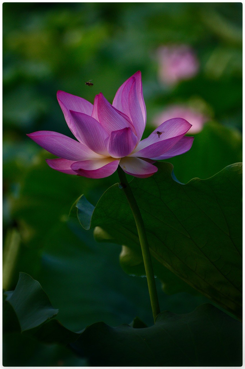 莲花、粉红色、昆虫免费图片