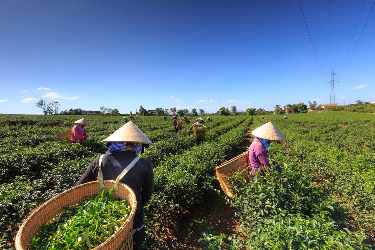 茶、绿、种植免费图片