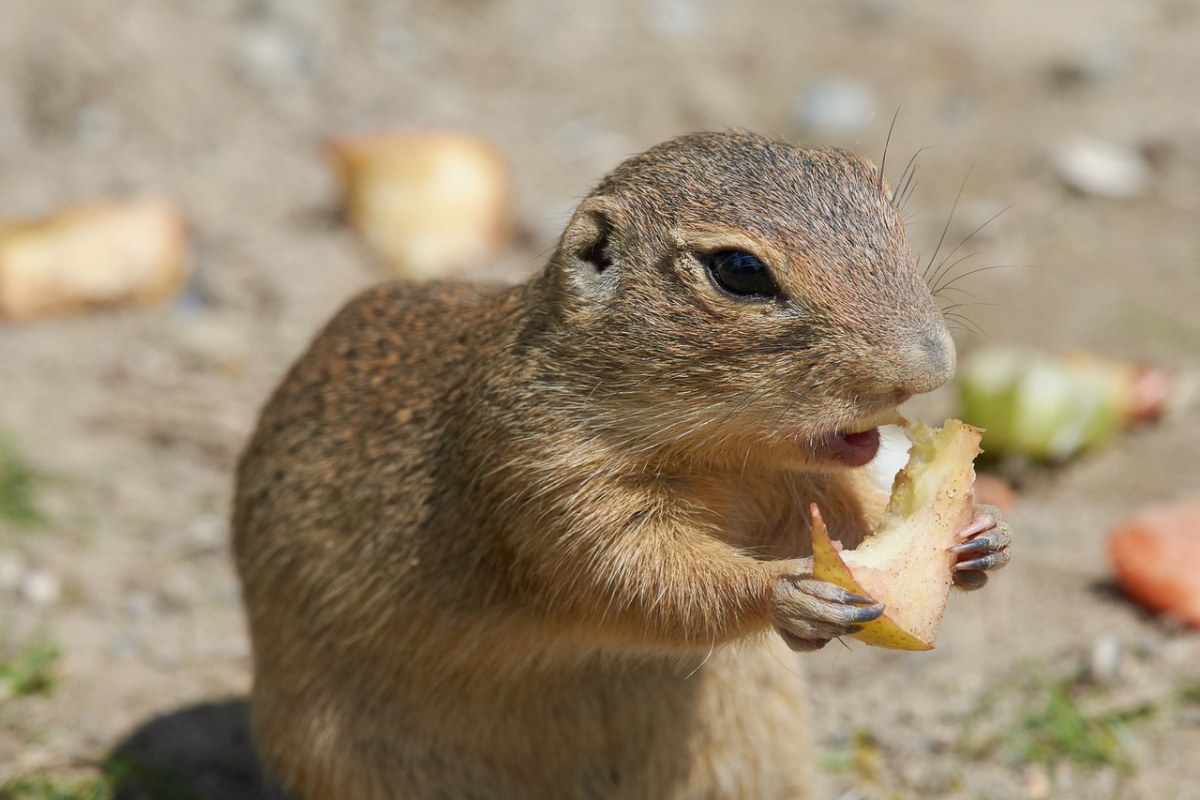 地鼠,吃,可爱