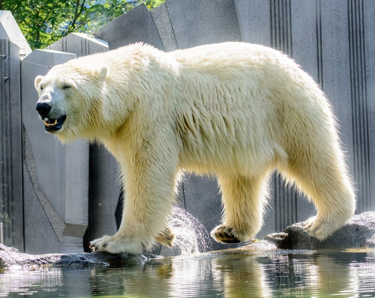 白熊、动物、动物园免费图片