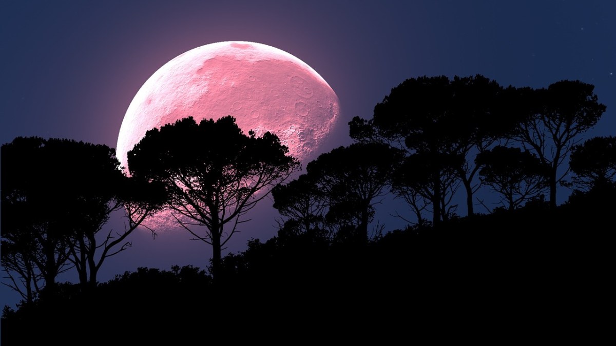 月亮、粉红色、树免费图片