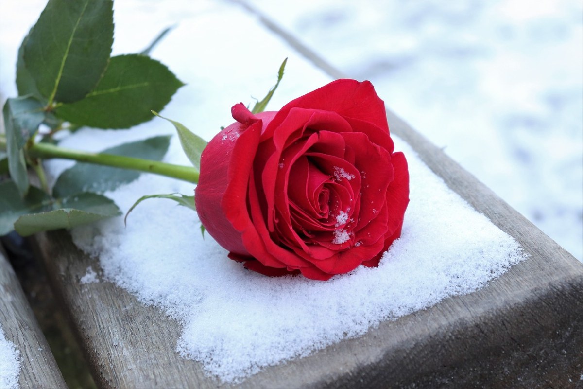 红色玫瑰在长凳上、爱情符号、雪免费图片