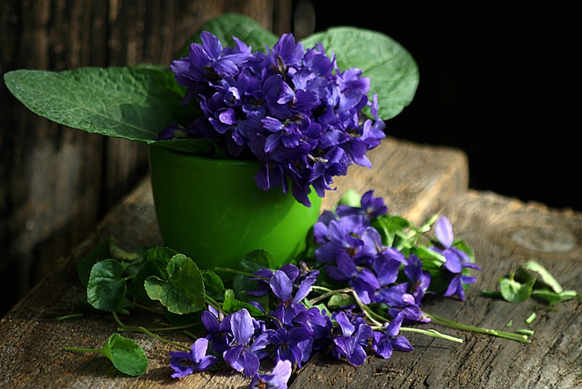 紫色的花瓣免费图片