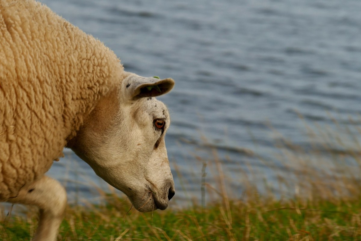 羊、羊毛、水免费图片