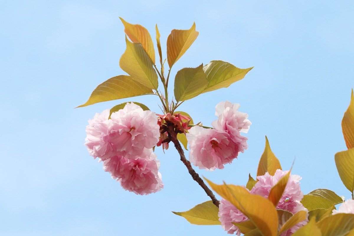 春天绽放的樱花免费图片