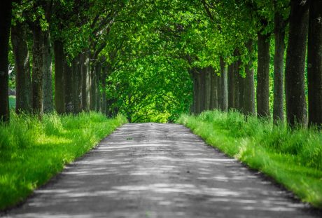 春天道路两侧的大树与青草