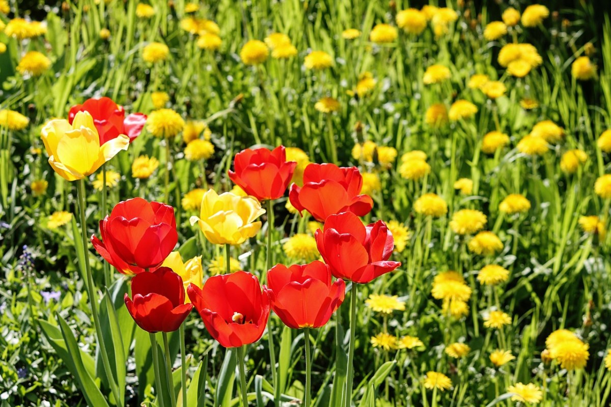 春天的草地、郁金香、蒲公英免费图片