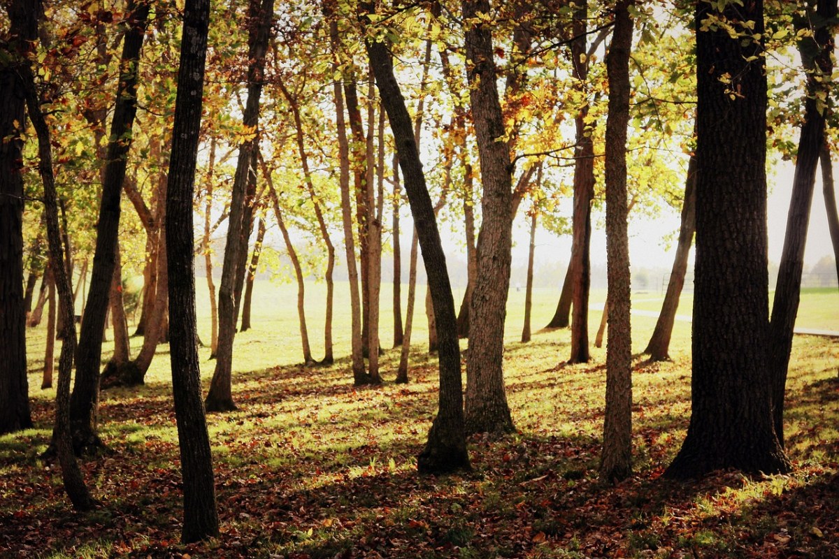 森林、秋天、秋免费图片
