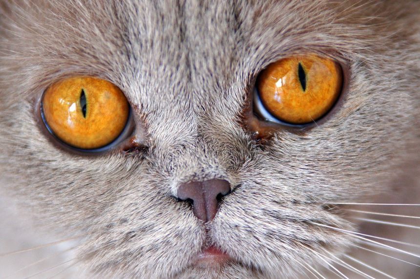 猫,英国短毛猫,眼睛