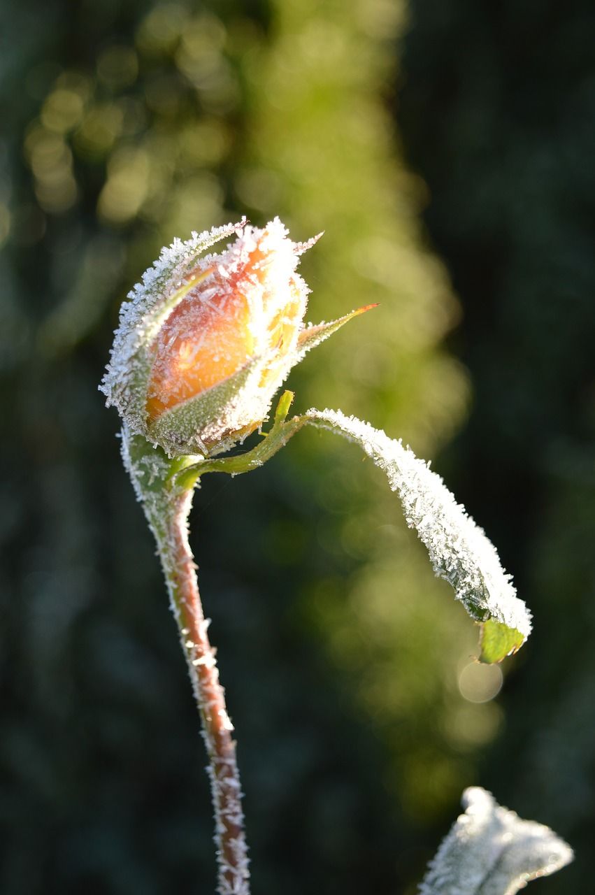 蔷薇花蕾,开花,霜