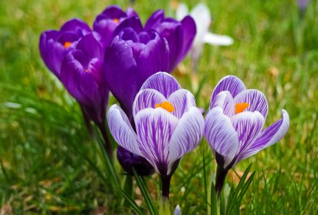 藏红花、花、春天