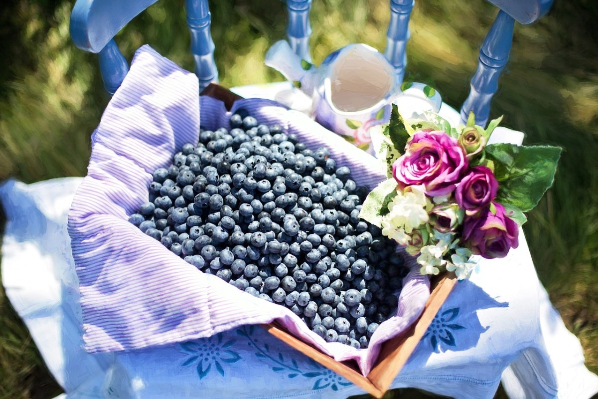 阳光下的蓝莓与花束免费图片