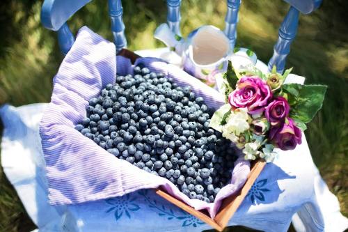 阳光下的蓝莓与花束