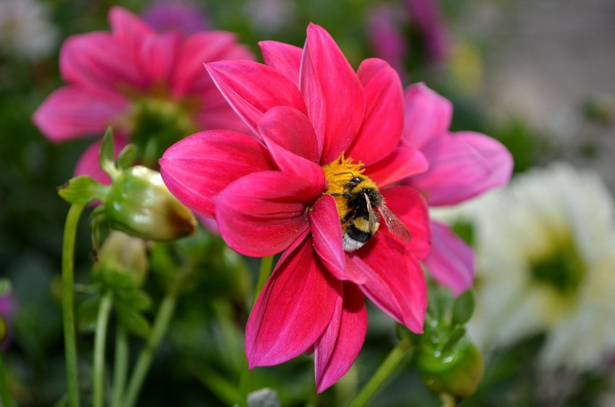 大丽花、花卉、大黄蜂免费图片