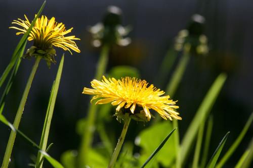 普通的蒲公英、蒲公英、花