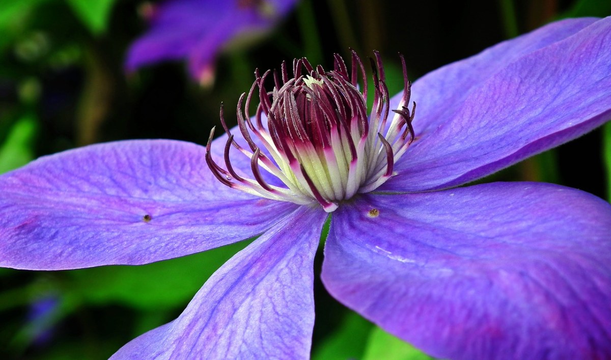 花,鐵線蓮,花瓣