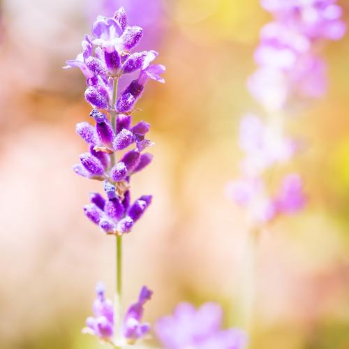 熏衣草、紫、开花