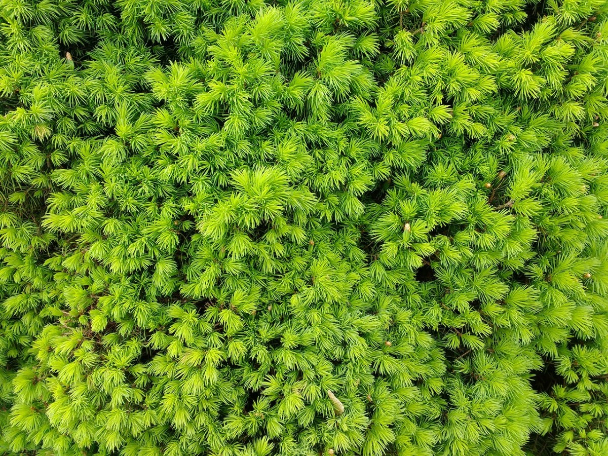 绿色的植物背景免费图片