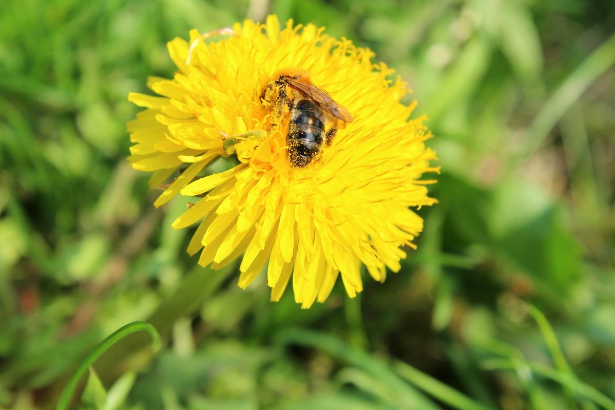 蒲公英、蜜蜂、花粉免费图片