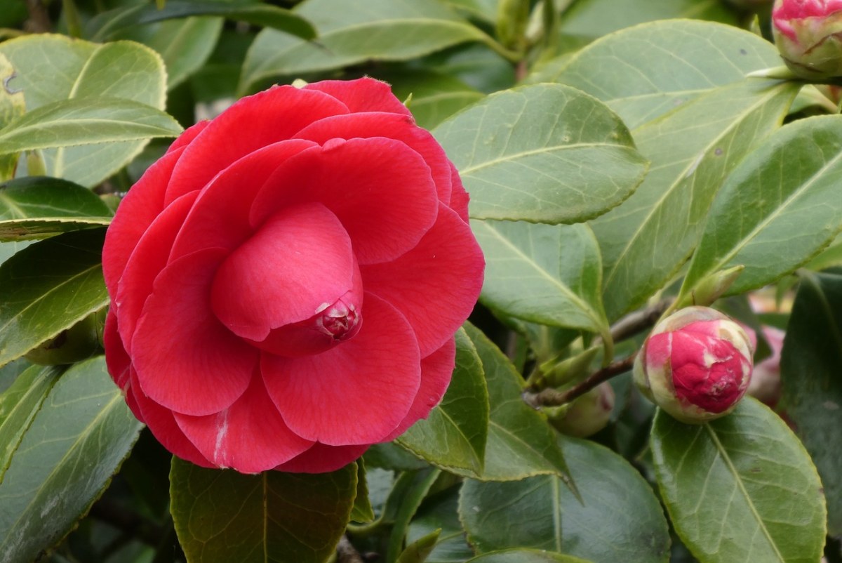 茶花,日本玫瑰,钮