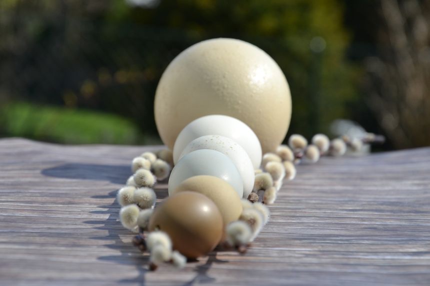 鸵鸟蛋鹅蛋putenei