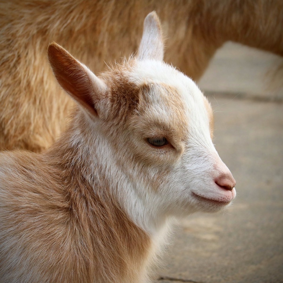 动物,哺乳动物,可爱