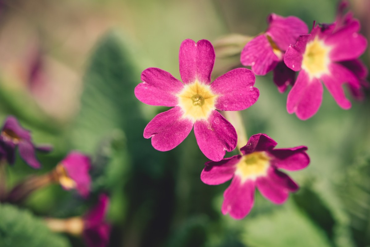 报春花,粉红色,花